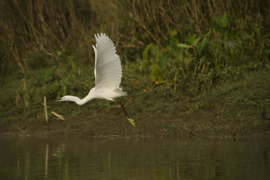 Chitwan